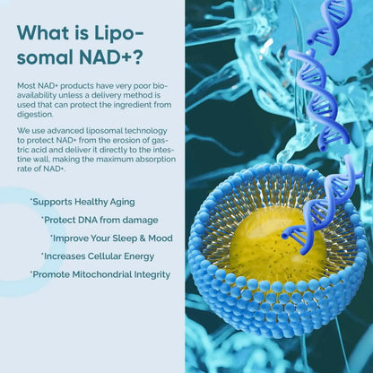 NAD+ RESVERATROL 500MG 60 CAPS ORIGINAL
